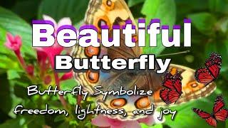 Beautiful butterfly  with relaxing music #soothing #calming #relaxingvideo #butterfly #facts