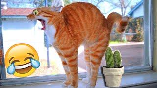 Funny animals | Funny cats and dogs | Funny animal videos 2023 #6