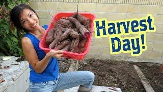 Purple Sweet Potato Harvest Day!