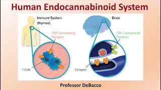 Human Endocannabinoid System