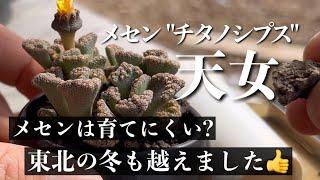 【多肉植物を上手に育てる】春先に花が咲く メセン"天女"の植え替え #succulents