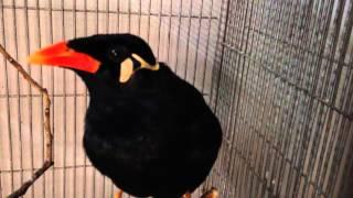 Amazing Talking Indian Hill Mynah Bird - Can Say Kazi Bhai, Mynah, and more