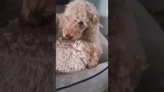 How old is your world? #minilabradoodle #dog #callie