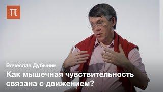 Мышечная чувствительность — Вячеслав Дубынин