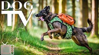 Dog TV Videos: Exciting Footage for Virtual Dog Walk with Anti Anxiety Music for Calm Dog & Relaxing