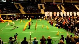 Belgian shepherd groenendael agility