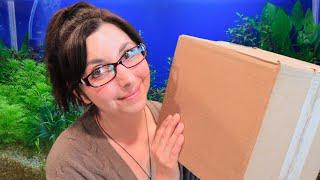 Unboxing Aquatic Plants And Supplies From Modern Aquarium