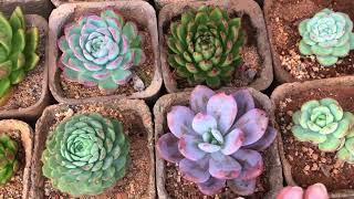 THIS WAS VERY IMPORTANT TO CLARIFY FOR NEW BUYERS | SUCCULENT CARE TIPS