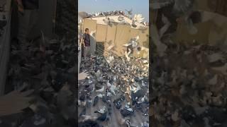 Ustad Pappu king #kabootarbazi #kabootar #birds #shortfeed #shorts #short #viral #pigeon