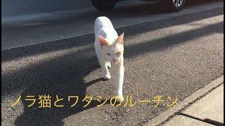 【癒しのニャンコ】近所の野良猫ちゃんとワタシの日常