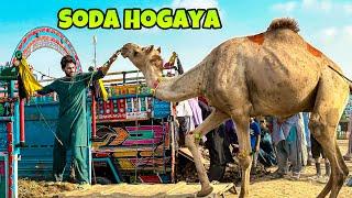 LAST DAY CAMEL KA SODA HOGAYA  | MANDI VLOG | MISHKAT KHAN