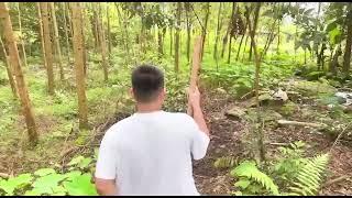 Switch to survival in the jungle part 1