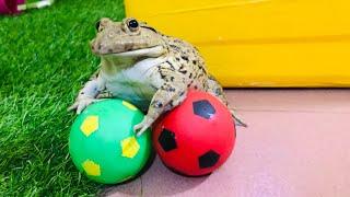 Amazing goalkeeper frog / funny frog 