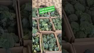 Fresh vegetables in India for export. #india #business