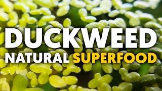 Duckweed  6 Simple Steps To Prepare This Shrimp Superfood!