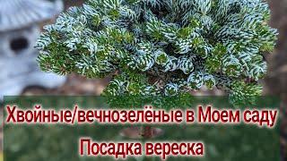 Обзор хвойных растений в моем саду/Особенности/Как выбрать? Хвойные для маленького сада?