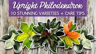 10 STUNNING Upright Philodendron Varieties | Self-Heading Philodendron | Terrestrial Philodendron