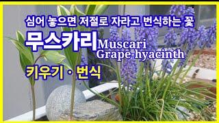 무스카리, 심어 놓으면 저절로 자라고 번식.  Grape-hyacinth,Muscari 2024년 4월 20일