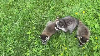 Baby raccoons enjoying their first trip outside! (Since I got them)