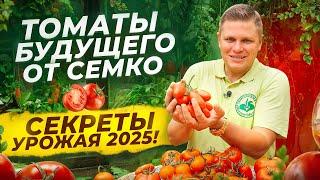  НОВЫЕ ТОМАТЫ ОТ СЕМКО: ЧТО САЖАТЬ В 2025-2026 ГОДУ?  ТЕСТИРУЕМ ЛУЧШИЕ СОРТА!