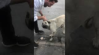 İnsanlardan Yardım İsteyen Köpek  Kenan Esenboğa Tiktok Merhamet Videoları #shorts