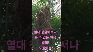 여왕벌 가족 생포 구출 벌때 공격이 시작되었다  촬영 신동영