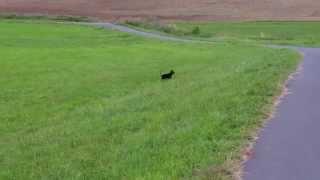 Niedlicher Zwergpinscher Hund best Dog ever springt wie ein Reh und kommt auf Kommando