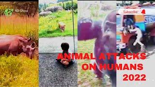 animal attacks humans 2022 | dangerous animal attack|Which animals attack humans?