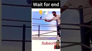 Pigeon catching technique// how to catch a pigeon  #kabutar #bird #pigeon #kabootar #shorts