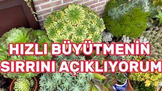 SUKULENT VE ÇİÇEKLERİNİZİ EN HIZLI BÜYÜTMENİN SIRRINI AÇIKLIYORUM  MAYMUN KUYRUĞU KAKTÜS ARAJMANIM