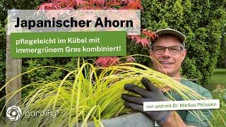 Japanischer Ahorn - pflegeleicht im Kübel mit immergrünem Carex Gras kombiniert! Japanischer Garten!