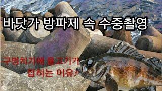 바닷가 방파제 속 수중촬영 (구멍치기에 물고기가 잡히는 이유?)