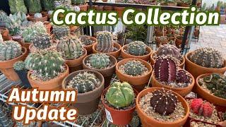 Fall 2024 Cactus Collection Update