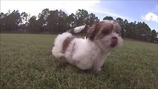 Meet Jen the Teddy Bear Puppy!