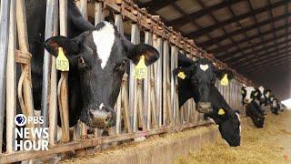 News Wrap: California declares state of emergency over bird flu outbreak in dairy cattle