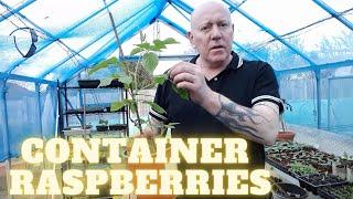 Container Raspberries [Gardening Allotment UK] [Home Growing Veg & Flowers