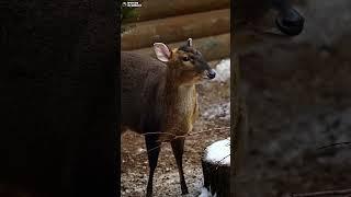 Мунтжак наслаждается зимним днем. Ленинградский зоопарк