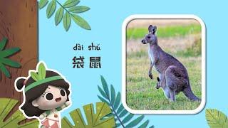 Early Learners | Inside The Kangaroo's Pouch | Emmy&GooRoo Nature Class | Kids Cartoons [SUBS]