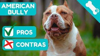 Advantages and Disadvantages of owning an AMERICAN BULLY  Pros  Cons of an AMERICAN BULLY dog.