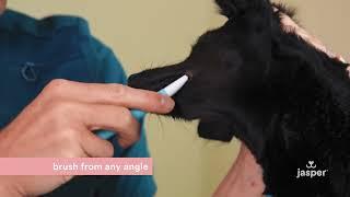 Jasper 360º Manual Dog Toothbrush