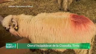 Oierul încăpățânat de la Clopodia, Timiș 31 10 2024