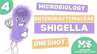 Microbiology | Shigella: Pathogenesis, Epidemiology, Lab Diagnosis, Treatment (OneShot)