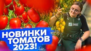 НОВИНКИ ТОМАТОВ ОТ СЕМЕНА АЛТАЯ 2023!