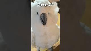 オウムの前でおもちゃのペンギンを可愛がると…？#shorts