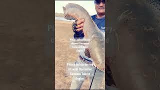 Giant Snake head fish catch#short