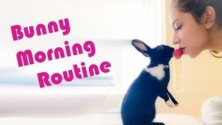 Free Roam Bunny Morning Routine