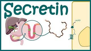 Secretin || Production,discovery and mode of action