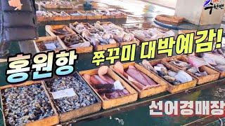 봄을 맞이하는 홍원항은 지금 낭장쭈꾸미가 대세!!! 생생한 현장시세와 맛리뷰~