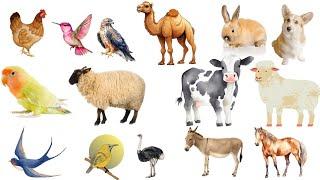 Birds and Animals vocabulary| Birds And Animals Names in English||English vocabulary without music.