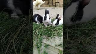 a fetching little rabbit.||≥.#reels #animal #cutepet )#vlog